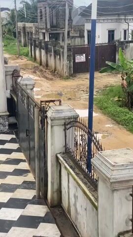 The video pans across an outdoor scene. In the foreground, there is a black and white tiled walkway and a metal gate with decorative scrollwork. A short, white-painted wall with a decorative iron fence runs along the edge of the walkway. Beyond the fence is a dirt road with several puddles of water. There are unfinished buildings and walls on either side of the road, and some overgrown vegetation. A blue pole is visible in the middle ground. A bird is standing in one of the puddles on the road. The overall impression is of an unfinished or somewhat neglected residential area.