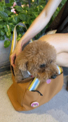 Chaweng mall scene: carousel, Subway, and a well-dressed poodle