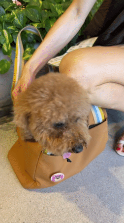 Chaweng mall scene: carousel, Subway, and a well-dressed poodle