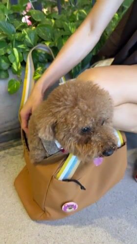 Chaweng mall scene: carousel, Subway, and a well-dressed poodle
