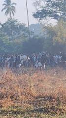 Crowd gathers in field during early morning hours in Querim