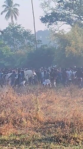 Crowd gathers in field during early morning hours in Querim