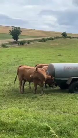 Cattle congregate around a trailer tank in a green pasture, part of a rolling landscape with trees and a sky covered by clouds.