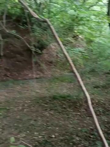 A first-person perspective video shows a walk through a densely wooded area. The camera is held at chest level and pans from left to right. The ground is covered with fallen leaves and twigs. A thick, dead tree branch runs diagonally from the bottom left to the middle right of the frame. In the background, there is a slight incline with more trees and foliage. A narrow, dark stream or ditch is visible in the distance. The lighting suggests it is daytime, but the dense canopy creates a shaded environment.