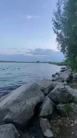 A serene body of water is bordered by large rocks in the foreground. In the distance, a small structure sits on the water, and a flock of ducks swims peacefully. The sky above is a clear blue with a few scattered clouds, hinting at the approach of dusk. A tree on the right side of the frame provides a touch of lush greenery to the natural landscape.