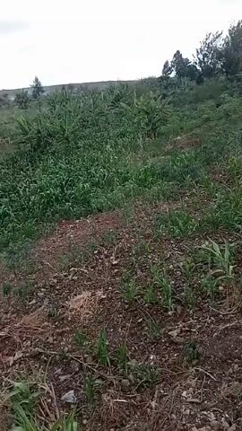 The video shows a field of crops in a rural area, seemingly in a developing country. The foreground is dominated by dry, brown soil with sparse vegetation. As the camera pans upward, a dense patch of green corn stalks comes into view.  Beyond the corn, there are banana trees and other greenery. In the distance, there appears to be a small structure, possibly a house or shed, partially obscured by trees. The sky is overcast.