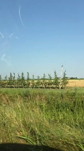 A daytime, outdoor, medium shot shows a line of young trees with a field of green grass in the foreground and a blue sky in the background. The image is blurry and appears to have been taken from a moving vehicle, possibly a car, as indicated by reflections on a window or surface. The trees are evenly spaced and appear to be part of an orchard or a planted row. The grass in the foreground is tall and appears somewhat unkempt. There are some white streaks or smudges visible on the left side of the frame, which could be dust or debris on the window. The overall scene depicts a rural or agricultural landscape.