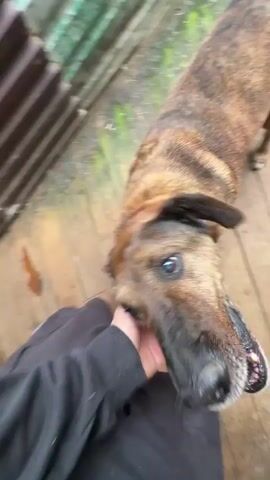 The video shows a person interacting with a brindle-colored dog on a wooden deck. The person is wearing a black jacket and grey Crocs. The dog is wearing a dark collar. The person pets the dog, which then walks away, revealing a dog kennel in the background with another dog inside. A black barrel, planks of wood, and part of a metal fence can also be seen. The environment appears to be outdoors under a cloudy sky.