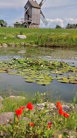 The video shows a serene landscape featuring two traditional wooden windmills on a grassy hill under a blue sky with scattered clouds. In the foreground, a pond is filled with green lily pads and white water lilies. Red poppies bloom along the edge of the pond, adding a vibrant splash of color to the scene. The overall atmosphere is peaceful and idyllic, evoking a sense of rural tranquility. There are no visible people or animals in the frame, and no actions or interactions are depicted. The video appears to be a static shot, capturing a picturesque natural setting.