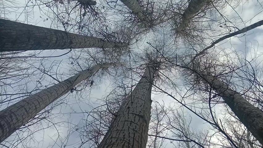 The camera is pointed upwards at tall, bare trees. The tree trunks are light gray and textured, and the branches are thin and dark. The sky is overcast and gray.
