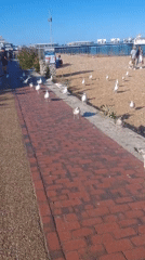 Sunny afternoon at Eastbourne seafront: pier, gulls, and bandstand performance