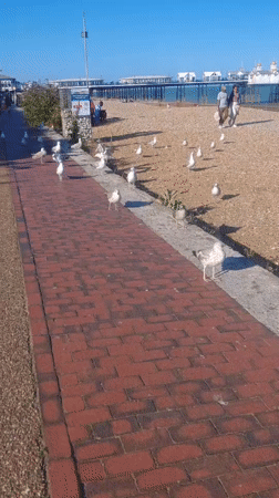 Sunny afternoon at Eastbourne seafront: pier, gulls, and bandstand performance