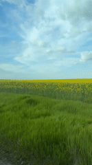 Rural Bulgaria farmland with yellow flowering crops captured from vehicle