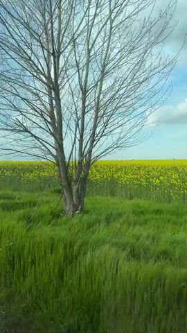 The video shows a landscape view from a moving vehicle.  A vibrant green field borders a large yellow field under a blue sky with white clouds. The camera is positioned within a car, viewing the landscape through the window.  A road edge is visible at the bottom of the frame.