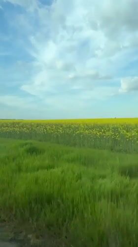 Rural Bulgaria farmland with yellow flowering crops captured from vehicle