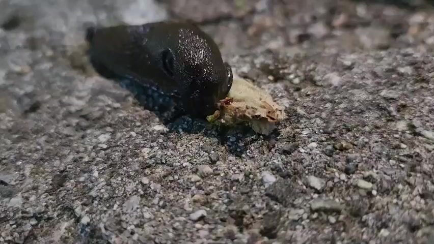 A dark-colored slug is eating a tan-colored plant matter on a rough gray surface. The slug appears wet and has a visible eye stalk. The surface is composed of small rocks and pebbles.