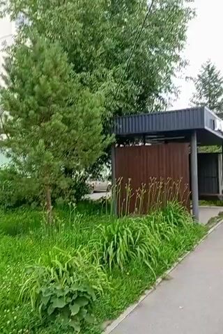 A video shows a person walking in a grassy area near a building. A young pine tree is visible in the foreground, with a larger tree and a building behind it. A brown fence is on the right side of the frame. The grass is tall and green, with some wildflowers. The building appears to be a residential apartment building, with multiple windows and balconies. The person is not visible in the frame. The weather appears to be overcast.