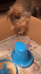 Brown dog emerges from box, approaches yellow chick