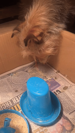 Brown dog emerges from box, approaches yellow chick