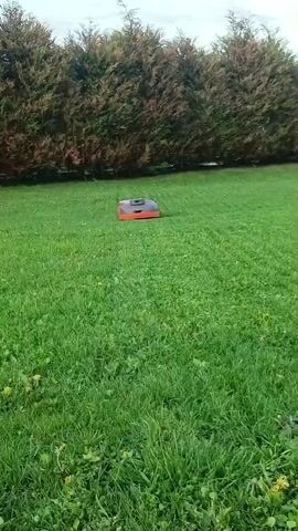 A robotic lawnmower sits on a grassy lawn, in front of a tall hedge. The mower is red and dark gray. The lawn is mostly green, with some visible weeds. The hedge is made up of dense, evergreen trees. The sky is overcast and pale.