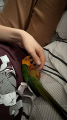 Morning domestic moments captured in Khimki household