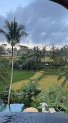 Luxury resort pool documented amid Tegallalang rice terraces