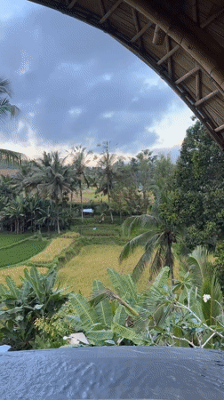 Luxury resort pool documented amid Tegallalang rice terraces