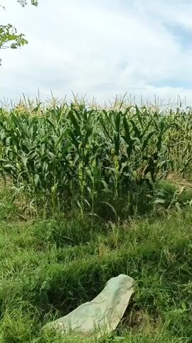 The video shows a cornfield under a partly cloudy sky. The cornstalks are tall and green, with some appearing to be partially harvested or damaged on the right side of the frame. The foreground is filled with thick green grass and weeds, and a light-colored, possibly tarp-covered object lies on the ground in the lower left corner. The camera pans slowly to the right, revealing more of the cornfield and the open sky. There are no people visible in the video.