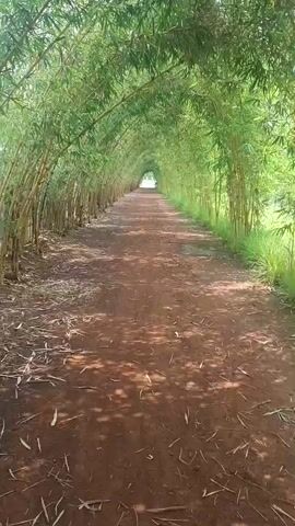 The video presents a long, narrow tunnel formed by an archway of vibrant green bamboo trees. A reddish-brown dirt path, scattered with fallen bamboo leaves and debris, runs straight through the center of this natural corridor. The bamboo stalks line both sides of the path, curving inwards and upwards to create a dense canopy overhead. Bright, dappled sunlight filters through the leaves, casting patterns of light and shadow on the path. The path recedes into the distance, leading to a bright opening at the far end. No people or animals are visible in the tranquil scene. The video captures a serene natural setting, likely during bright daylight hours, in Dhundshi, India. There is no visible text.