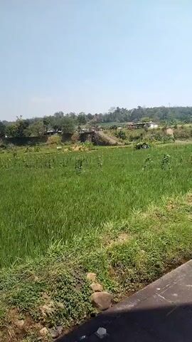 The video shows a wide, flat expanse of bright green vegetation, likely a field of young rice or similar crops. In the middle ground, a small dirt road or path curves from left to right, bordered by more of the green vegetation on either side. Beyond the road, there are a few small, simple structures, possibly houses or sheds, nestled amongst trees and further vegetation. The background consists of a gentle slope covered in trees and more greenery, suggesting a hilly or mountainous landscape. The sky is clear and blue with no visible clouds. The foreground shows a strip of grass and some stones along the edge of what appears to be a paved surface, possibly a pathway or road. The lighting suggests it is daytime, with clear, bright conditions. There are no people visible in the video.