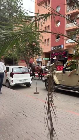 The scene takes place on a city street, with buildings visible in the background and a palm tree in the foreground, partially obscuring the view. A horse-drawn carriage occupies the center, positioned between parked cars. A man walks along the sidewalk, passing in front of the camera.  The carriage is pulled by two horses and appears to be elaborately decorated. Several cars are parked on the street, including a white Kia and a tan Jeep. A red and white street sign is visible near the carriage. The buildings are painted in shades of orange and brown.