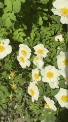 Bees gather nectar from flowering plants in Tolyatti