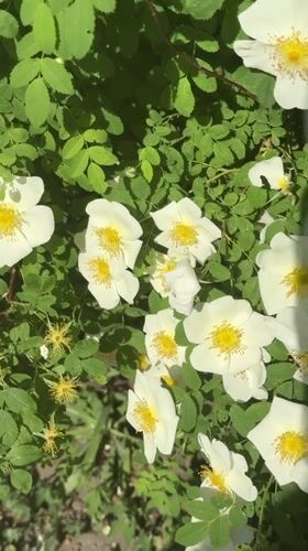 Bees gather nectar from flowering plants in Tolyatti