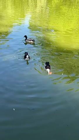 The video shows a pond with several ducks swimming in it. There is a male mallard duck with its distinctive green head, and there are also two black and white ducks. One of the black and white ducks has a piece of food in its bill. The water reflects the green trees above.