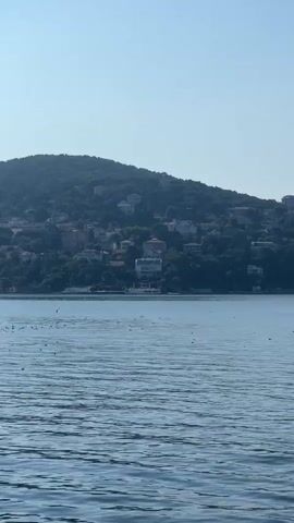 A body of water with ripples is in the foreground. Numerous birds are scattered across the water's surface. In the background, a densely vegetated hillside covered with buildings slopes down towards the water. The sky is clear and blue with a few wispy clouds. The scene appears to be a coastal area with residential development on a hillside overlooking the water.