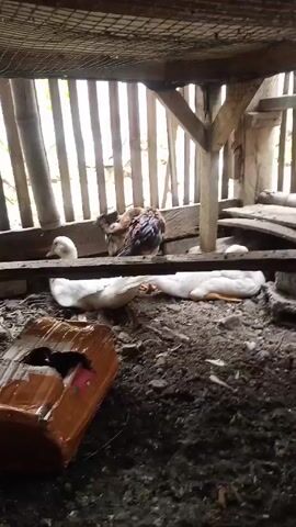 The video shows a low-angle view inside a wooden chicken coop or similar enclosure. Inside, several white ducks are visible lying on the ground, along with one chicken that has brown and black feathers. The ground is muddy and littered with debris. There's a damaged, brown cardboard box on the ground in the foreground. The enclosure is made of wood, with a slatted wall visible in the background and a wire mesh ceiling. The light seems to be coming from outside the enclosure.