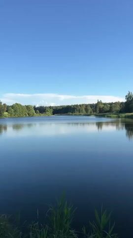 The video pans across a serene natural landscape in the Pekalinskiy Sel'skiy Soviet, Belarus. The dominant subject is a calm body of water, likely a lake or pond, reflecting the clear blue sky. Tall green reeds and grasses in the foreground create a natural framing for the scene.

The background features a dense line of trees, characteristic of a forest, stretching across the horizon. Further in the distance, a few scattered trees and what appear to be houses or buildings are visible amidst green fields. In one section of the pan, several dark figures, possibly cattle, are grazing in a field.

The time of day appears to be late afternoon or early evening, given the soft lighting and clear, bright sky with a few wispy clouds. The weather is fair and pleasant, contributing to the tranquil atmosphere of the scene. No people are visible in the video. The overall emotion conveyed is one of peace and natural beauty. There is no visible text within the video.