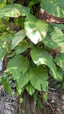 This video is a close-up, vertical shot of a large vine with variegated green and yellow heart-shaped leaves climbing up the trunk of a tree. The vine is dense, with many leaves obscuring the tree trunk in places. Sunlight filters through the leaves, creating bright spots and shadows. The background is out of focus, showing more greenery and hints of what appears to be a building with a tiled roof. The camera pans slowly upward along the vine.