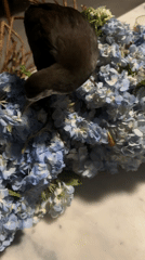Bird forages in blue hydrangea bouquet on marble surface