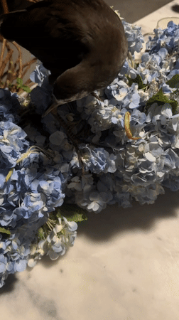 Bird forages in blue hydrangea bouquet on marble surface