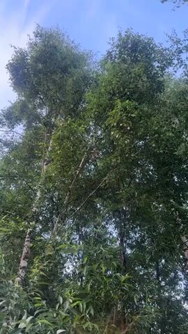 The video shows a low-angle shot looking up through the leafy canopy of trees, primarily birch trees with their characteristic white bark visible. The sky is a pale blue with some wispy white clouds. The foliage is dense and green, with leaves rustling slightly. The camera pans slowly upward and to the right, revealing more of the sky and the upper branches of the trees. No people or other living creatures are visible. The scene appears to be an outdoor natural environment, likely a forest or park. The lighting suggests it is daytime, possibly late morning or afternoon.
