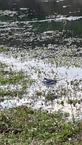 The video shows a bird, likely a white wagtail, standing in shallow water on the edge of a lake or pond. The bird has a gray body with a white belly and face, and a black cap. It is surrounded by green vegetation and small white flowers growing in the water. The water's surface is covered in small white specks, possibly reflections of light. In the background, the opposite shore of the water body is visible, appearing dark and blurry. The camera is static and captures the bird in its natural environment, focusing on its movement and interaction with the surrounding vegetation. The scene suggests a natural, undisturbed environment, with the bird as the main subject of interest.