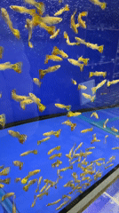 Pet aquarium footage captured in Krasnoyarsk shows guppies and turtles