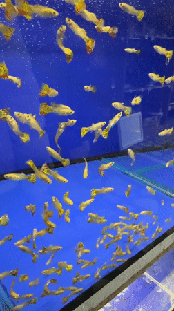 Pet aquarium footage captured in Krasnoyarsk shows guppies and turtles