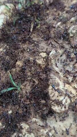 Okay, here's a detailed description of the video:

The video shows a close-up view of a large number of small, black ants crawling over a surface that appears to be a piece of wood or bark. There are a few blades of green grass present at the edges of the frame. The ants are moving in a seemingly random pattern, without a clear direction or trail visible. The surface of the wood is uneven and textured, with patches of dirt or debris mixed in. The lighting is natural, suggesting the scene is outdoors.