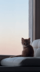 Ginger kitten observed in cozy Moscow home setting