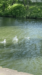 Waterfowl family gathering observed along Minsk waterway