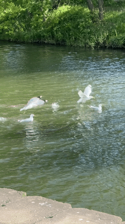 Waterfowl family gathering observed along Minsk waterway