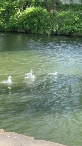 Waterfowl family gathering observed along Minsk waterway