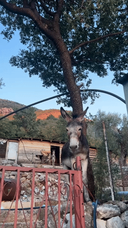 Donkeys seek attention at a shaded enclosure in Sutomore